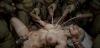 Thumbnail at https://xxxwebdlxxx.top/upload/small/2026/10/18/6ad4c374ccdee.jpg